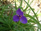 Tradescantia virginiana 